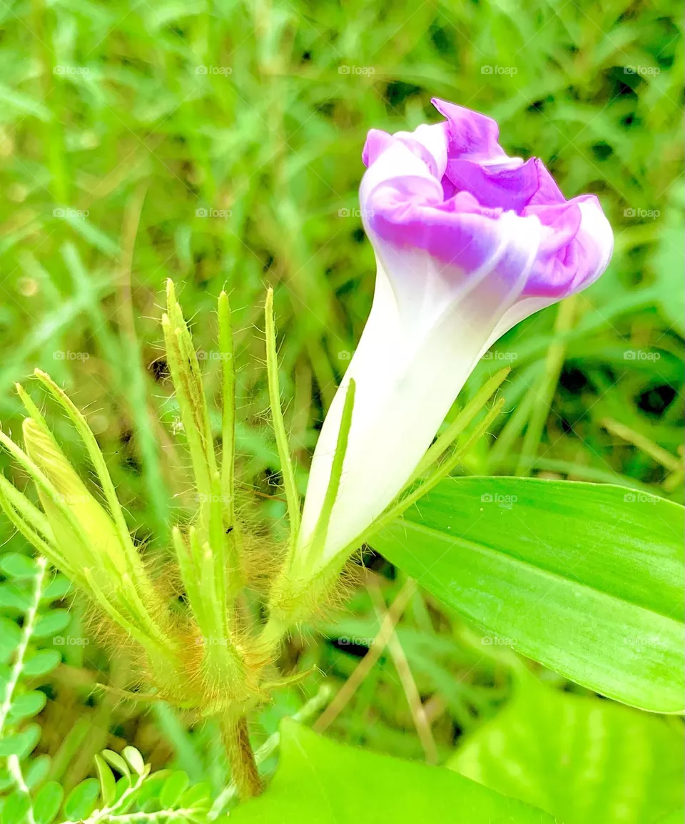 Flower