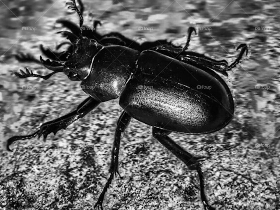 Black and white beetle 