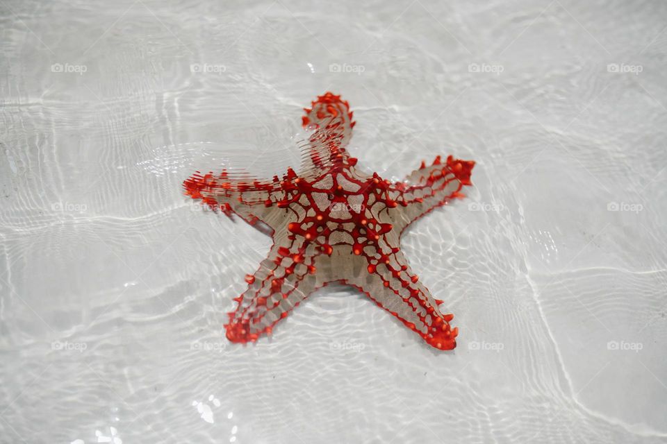star fish  on the beach