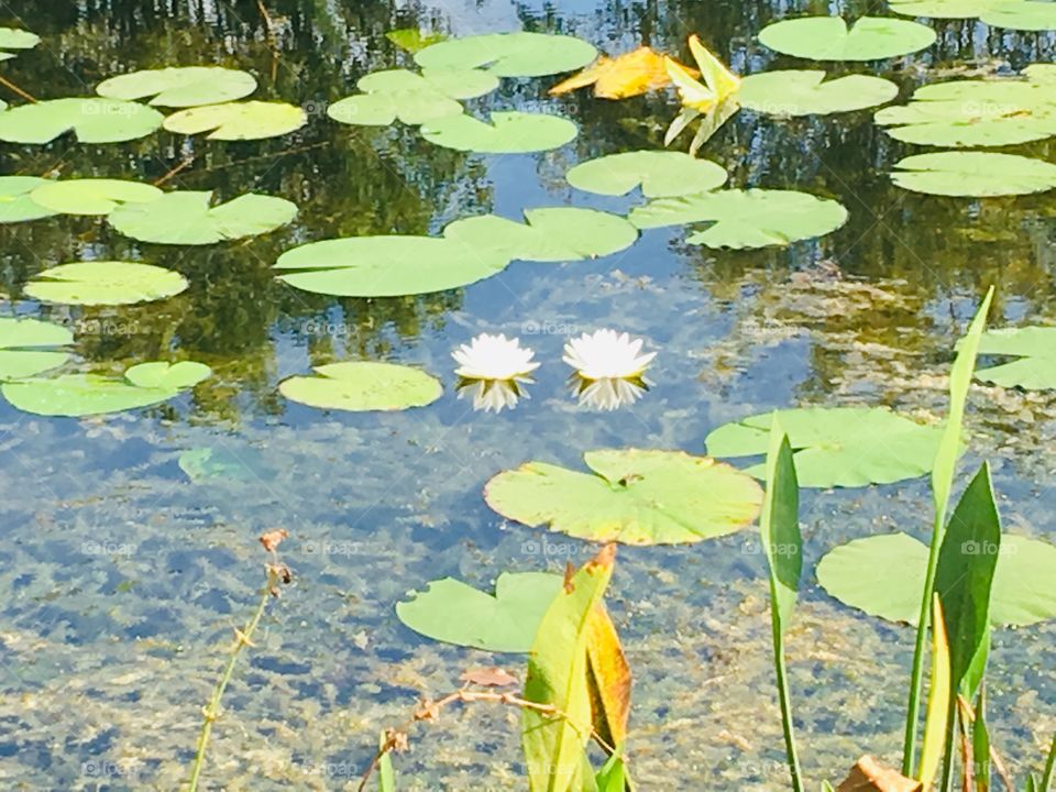 Pond with lily pads and reflections 