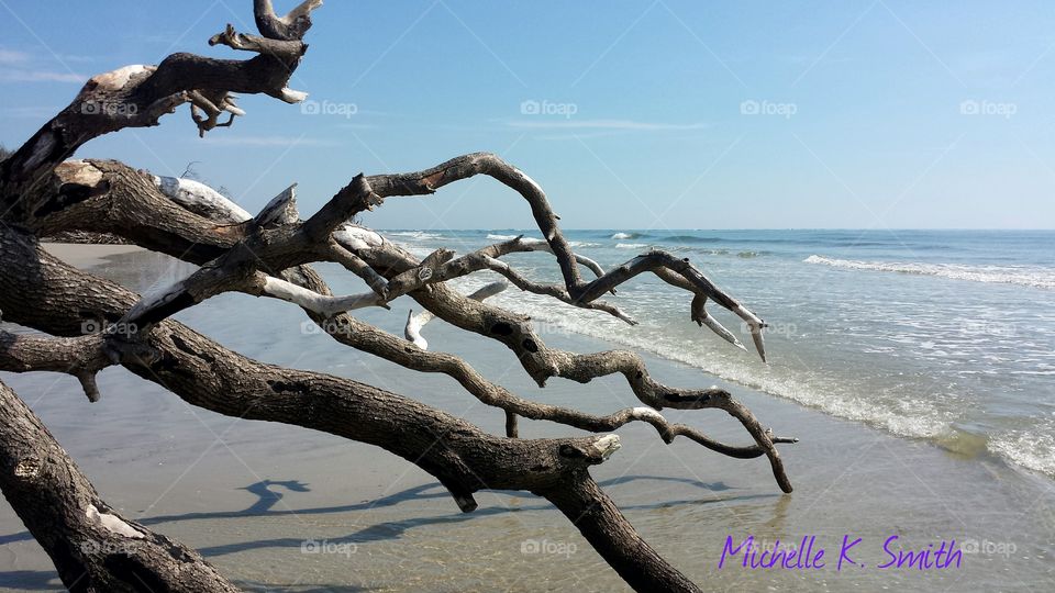 Driftwood