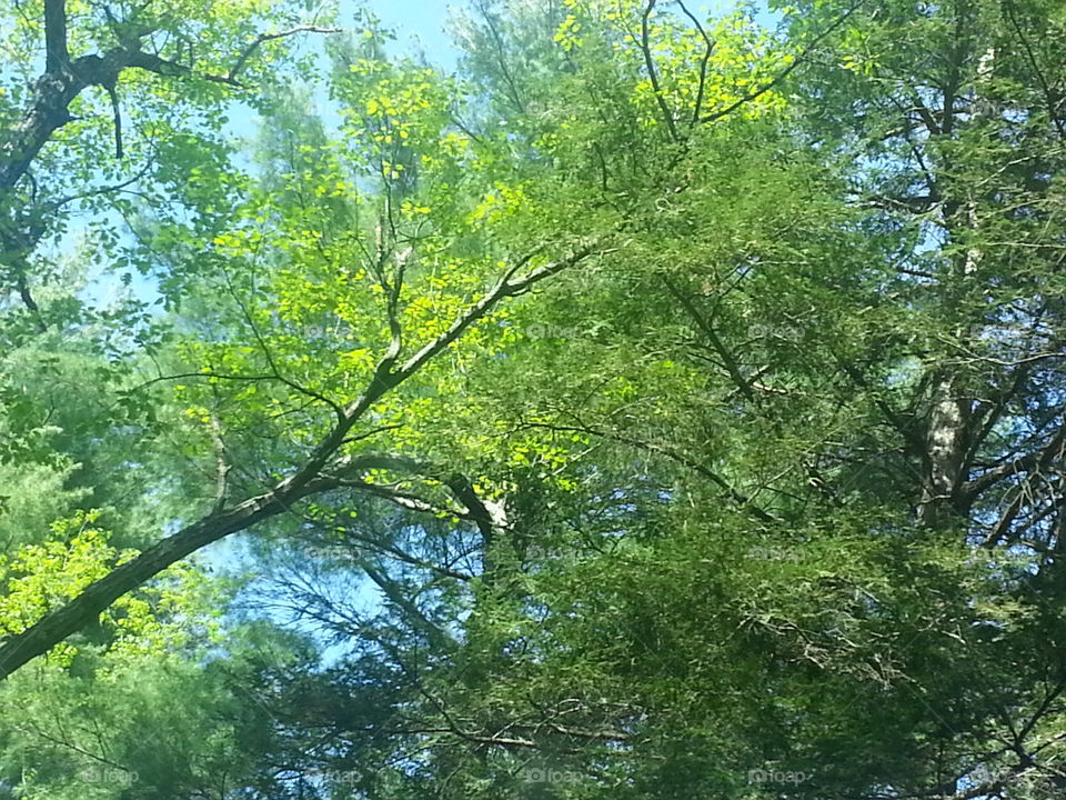 trees and sky above. taken from below :)