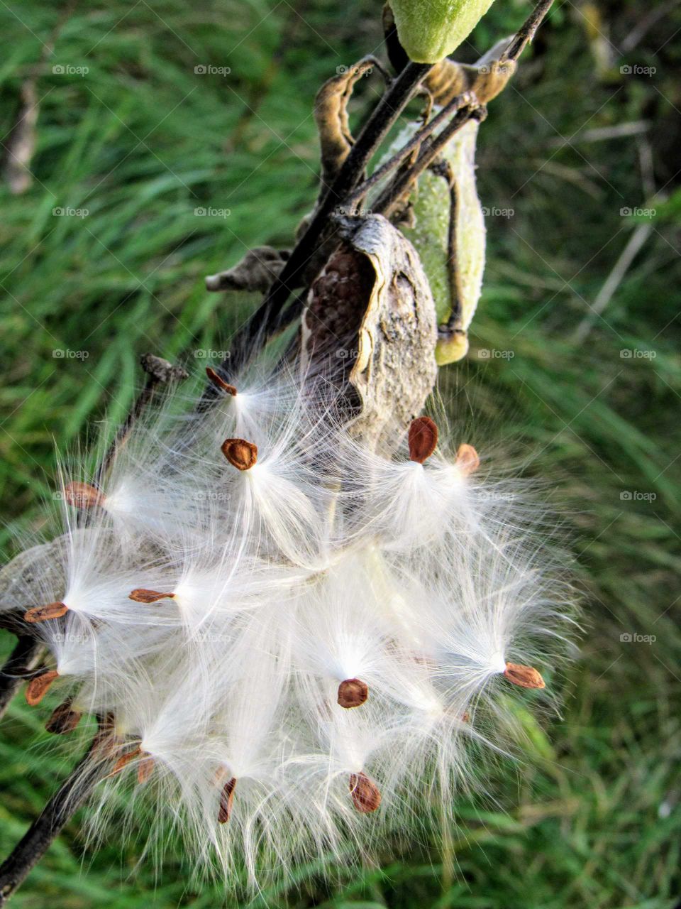 open milkweed in a field