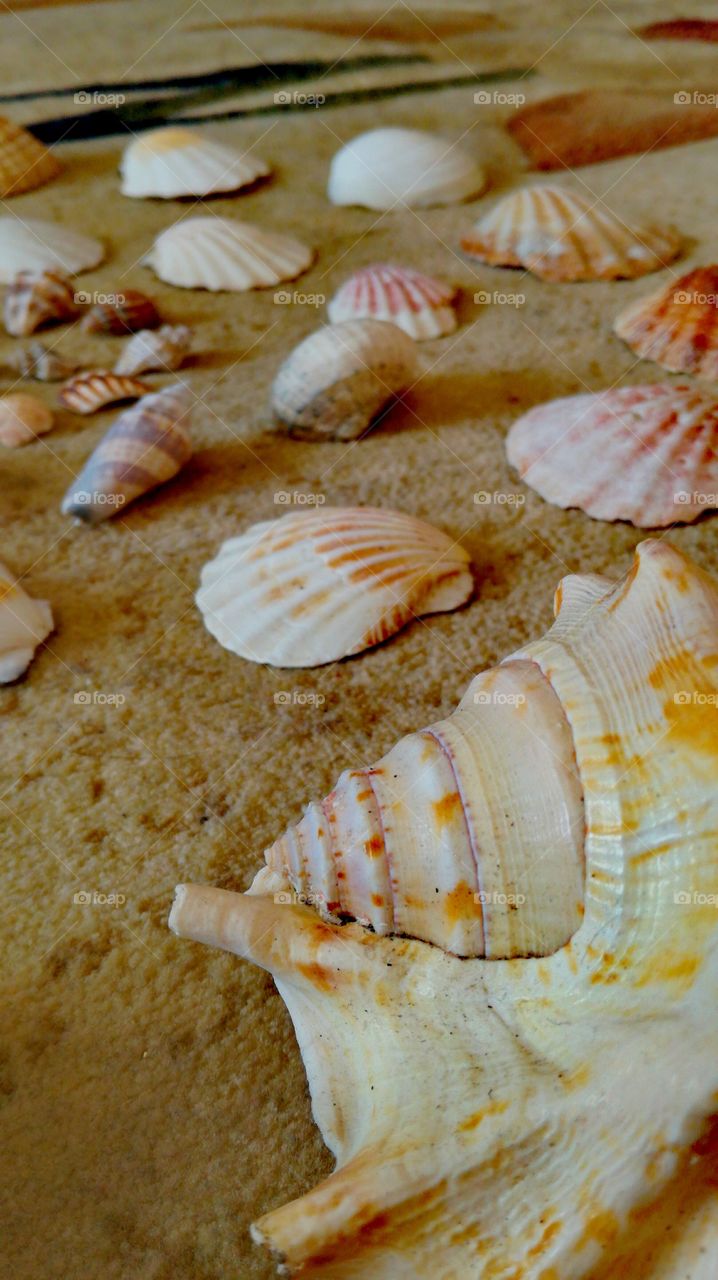 Seashell III
