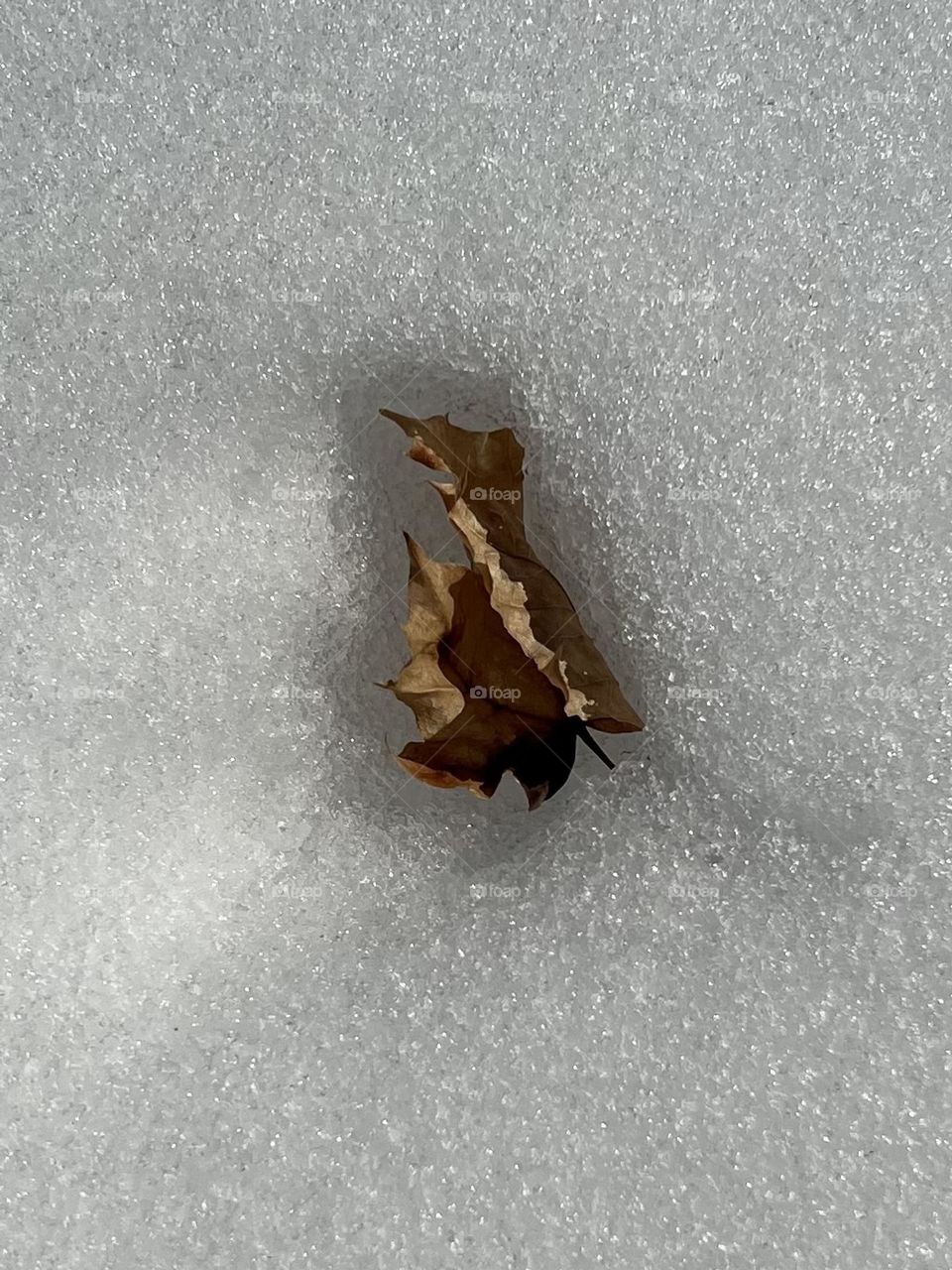 Leaf out in the cold