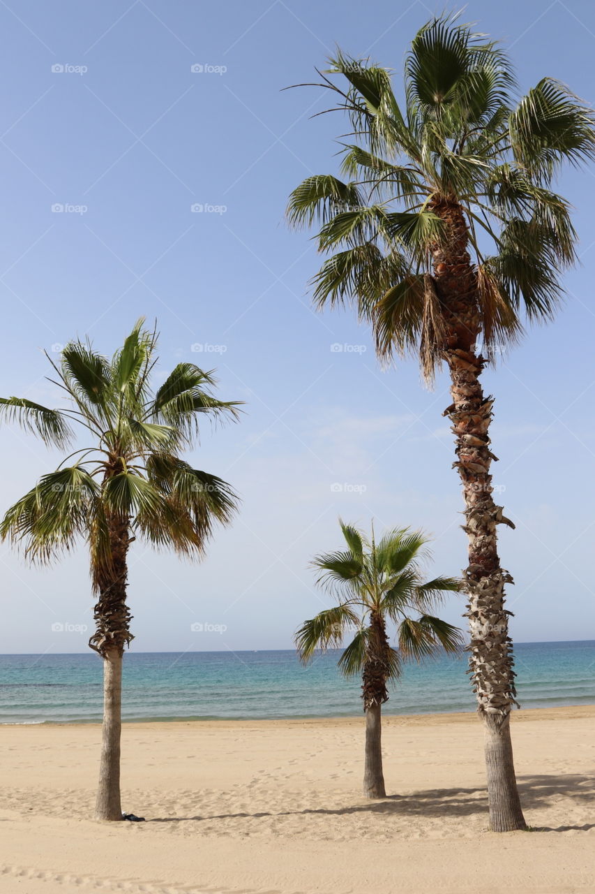 Triple Palm Trees On Calpe Beach