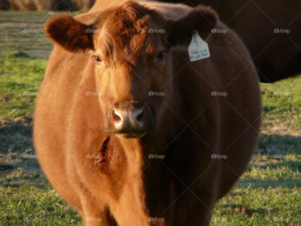 Big fat red angus cow. Our big fat red angus cow named Sarah.