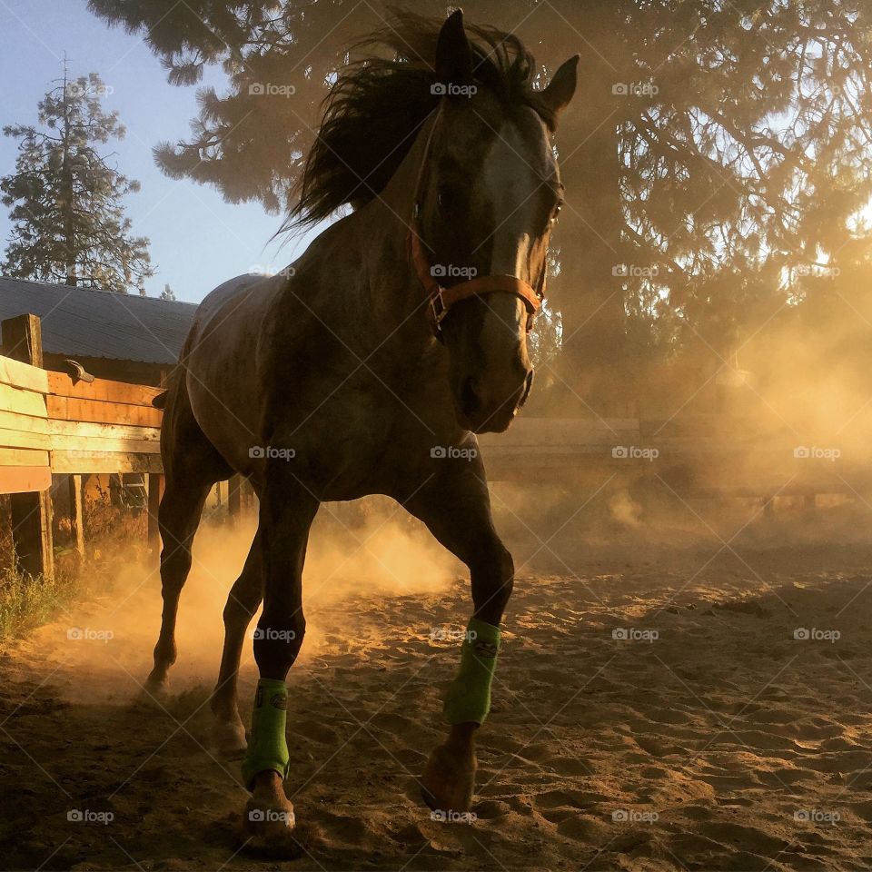 Full of fire in the round pen