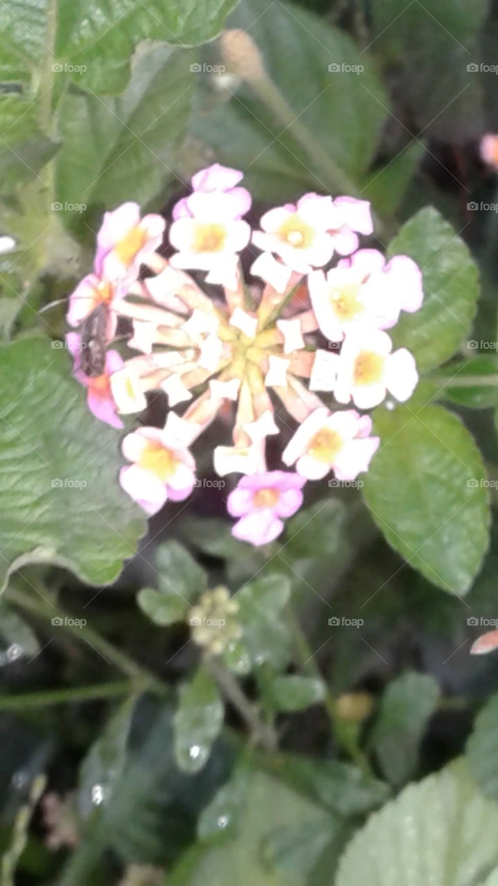 Nature create beauty