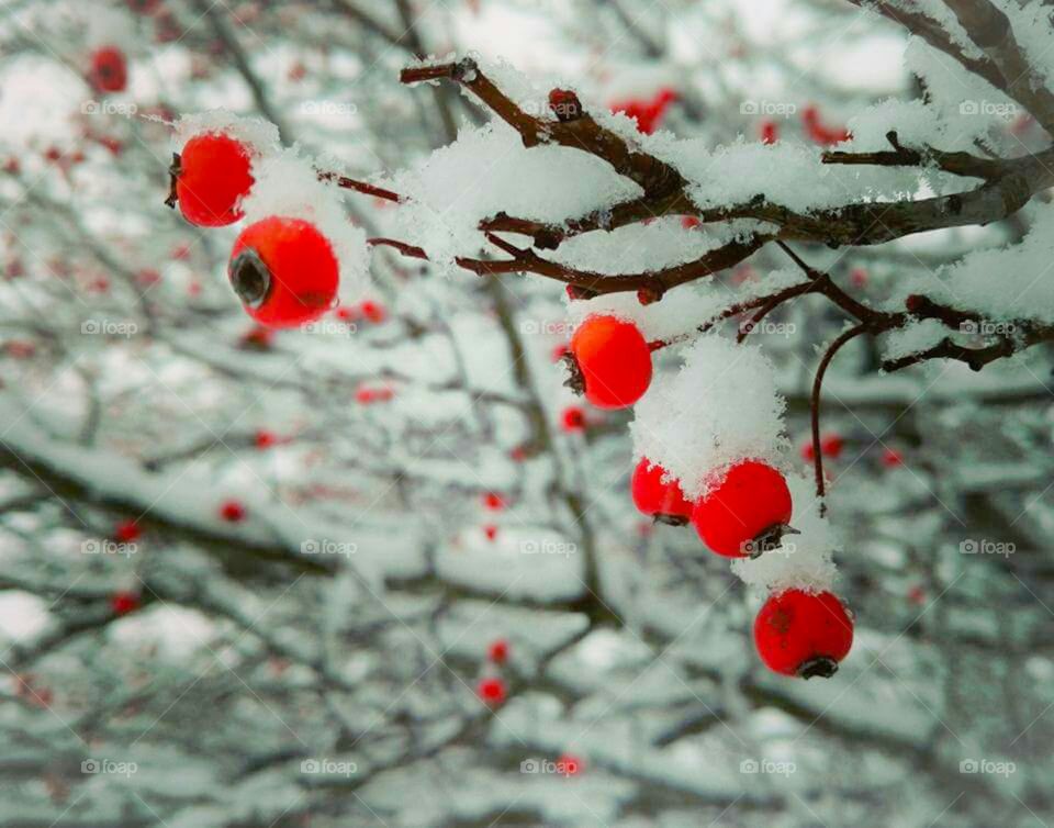 Close-Up of snow covered berries