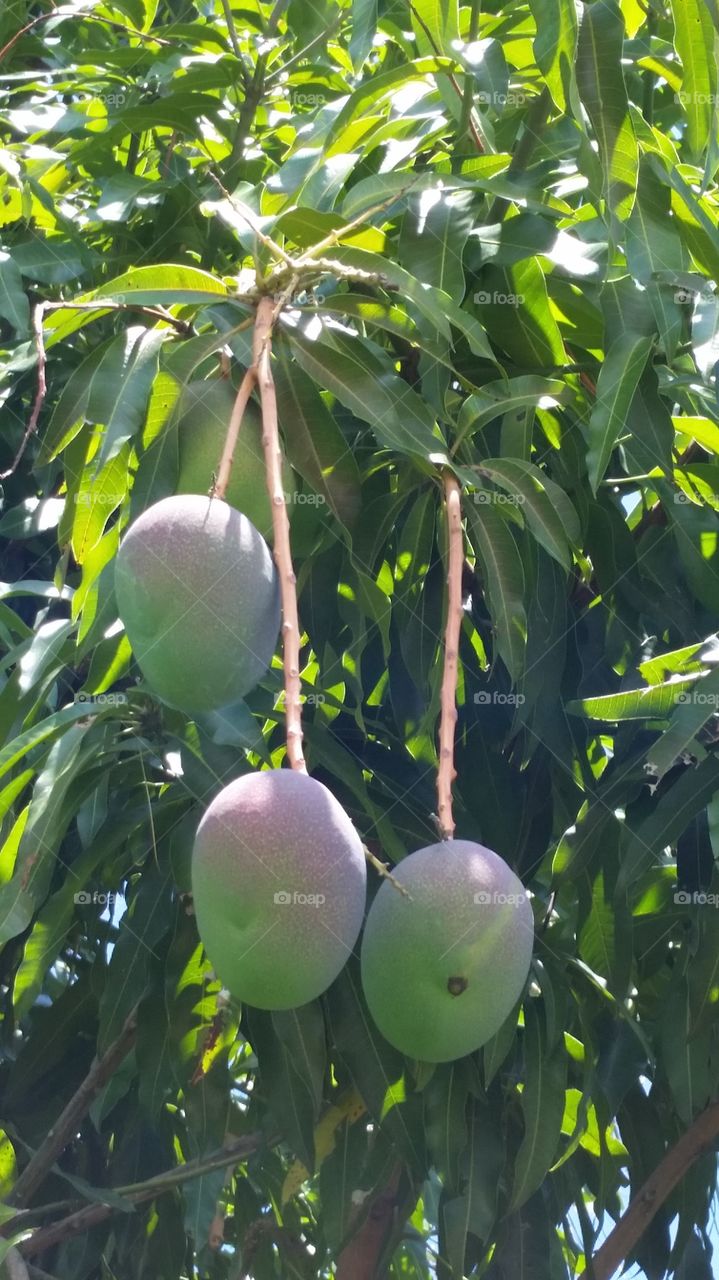 Mangoes hanging from tree