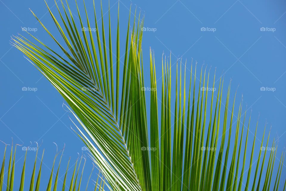 tropical palm tree branch