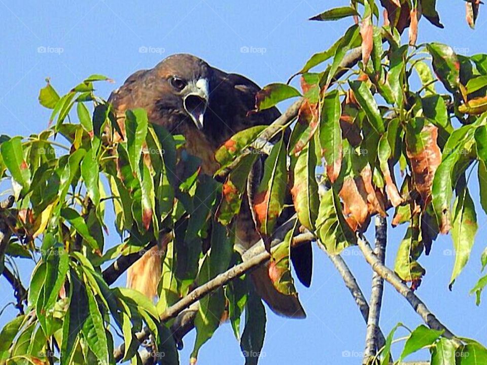 Red Shouldered Hawk
