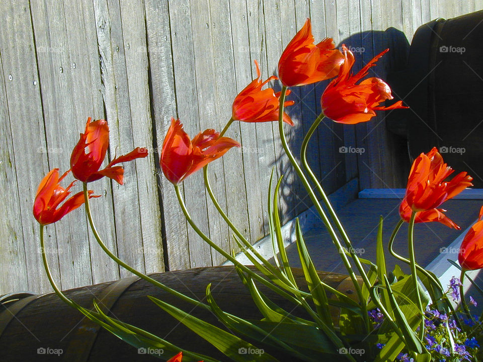 THE TULIPS AT PIER 39 SAN FRANCISCO CALIFORNIA