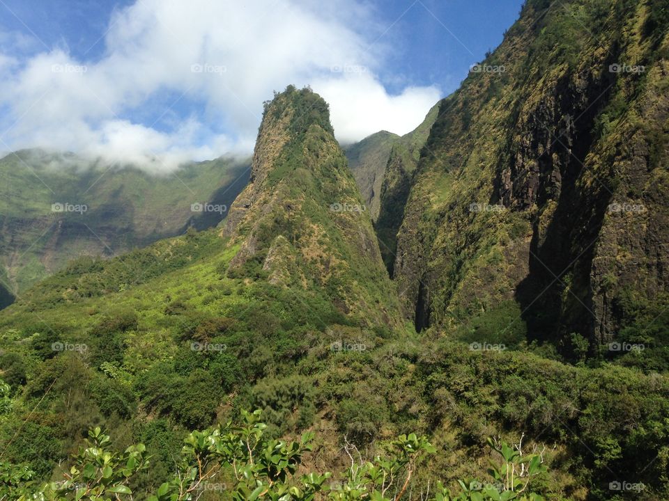 Lush mountains and forest 
