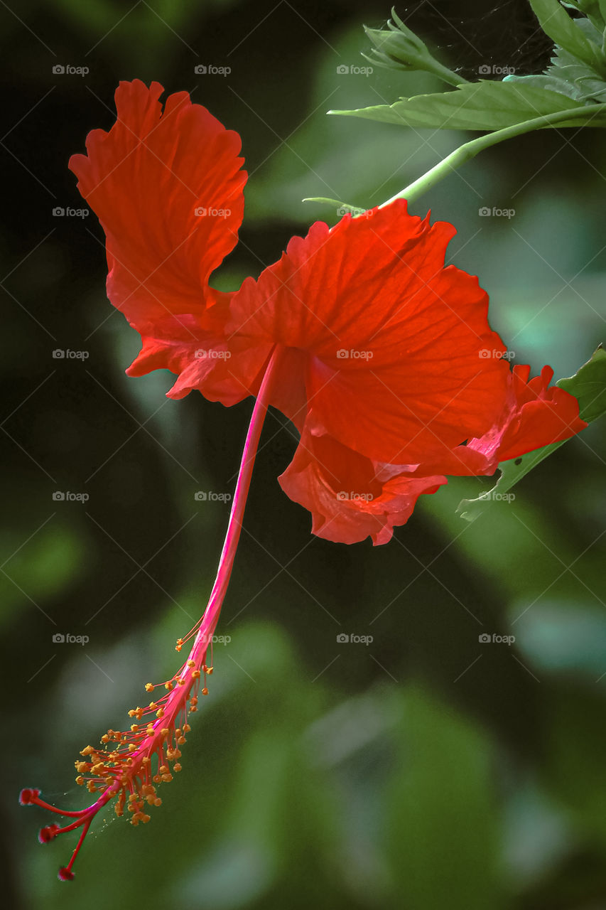 Red Hibiscus