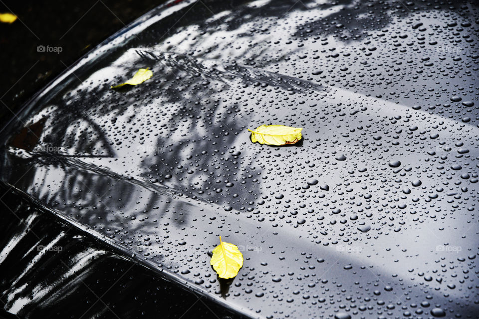 Yellow leaves lay on the hood of a car after a midday rain shower in the October month of lush foliage.