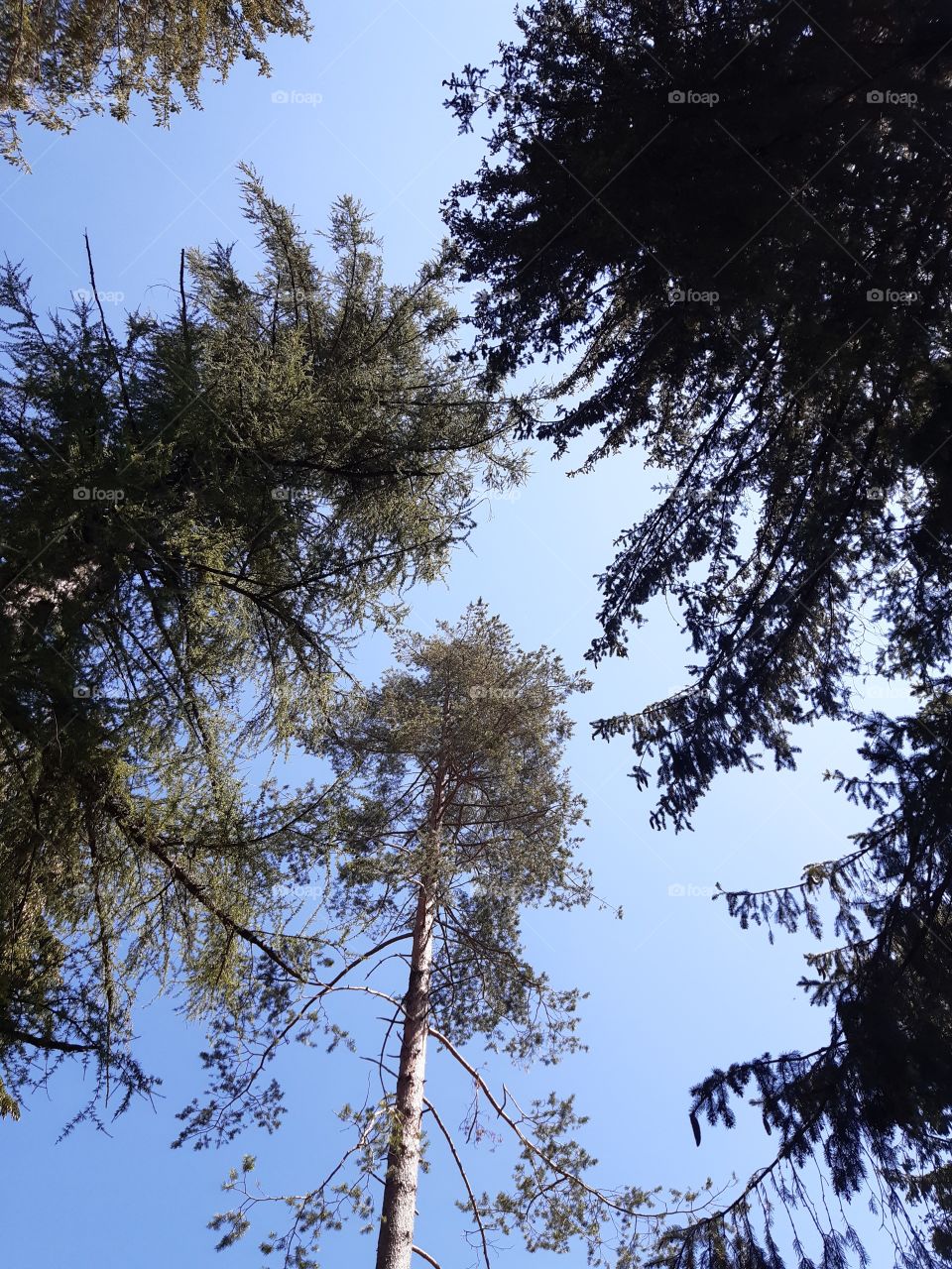 pine forest with high trees