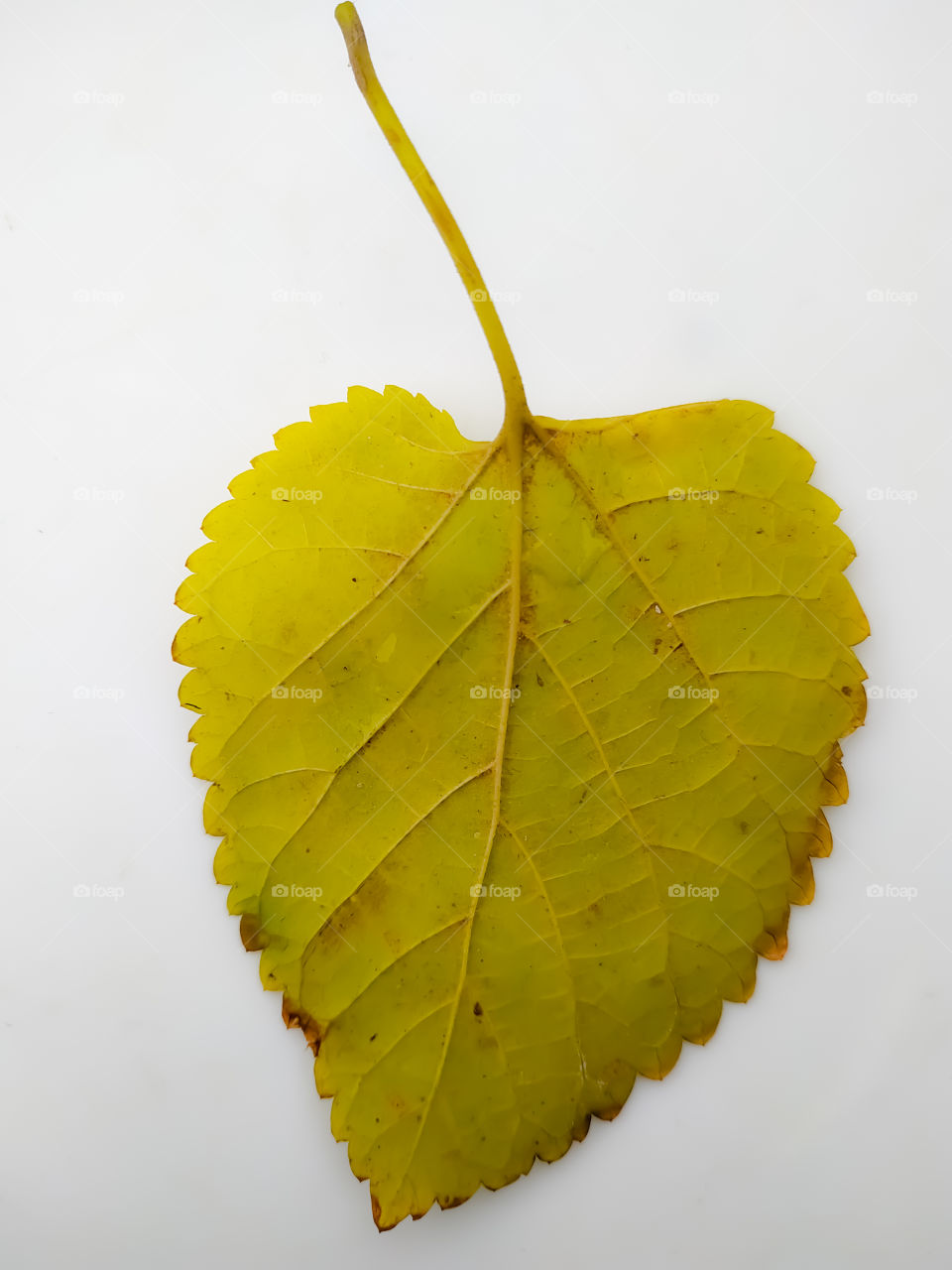 Yellow autumn maple leaf isolated on white background