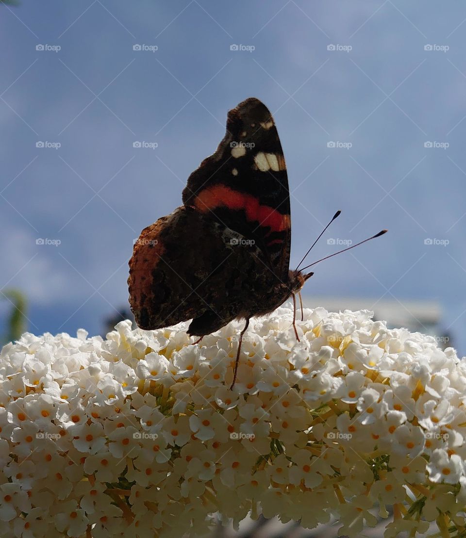 butterfly in the evening