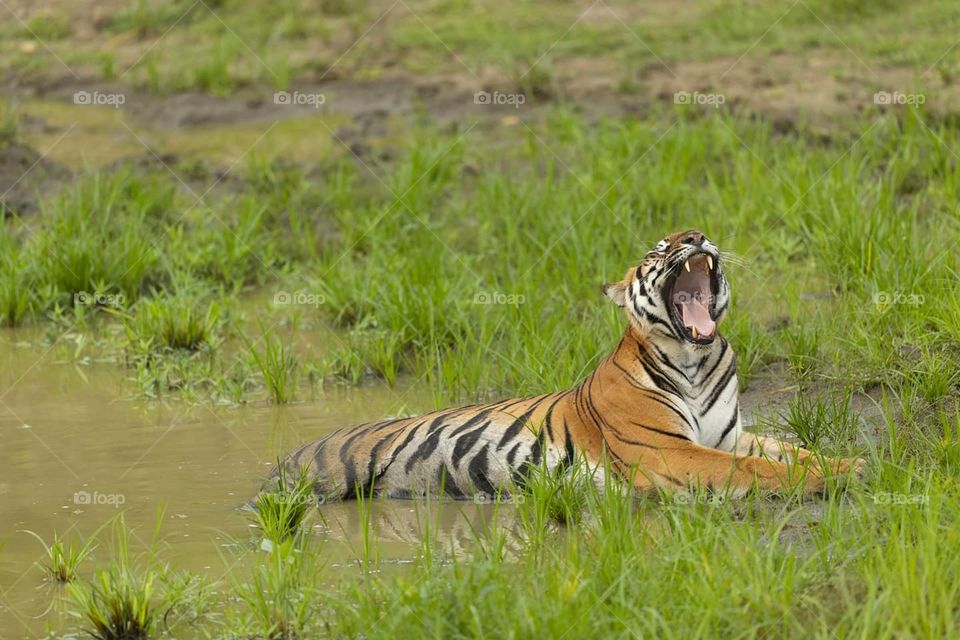 The ROYAL YAWN ❤️