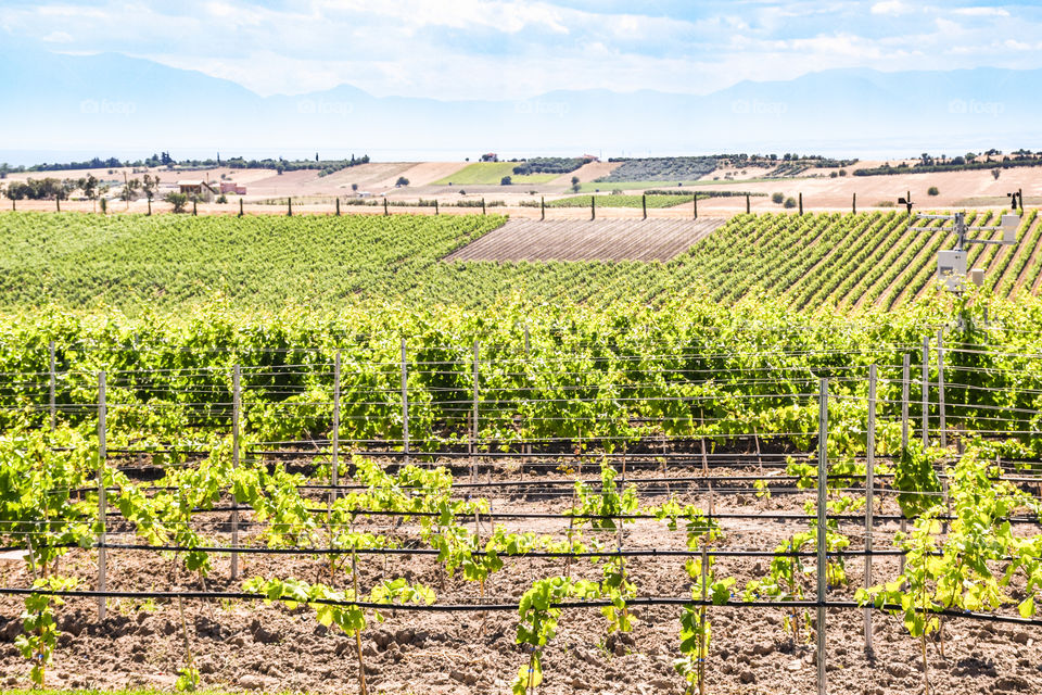 Vivid Vineyard Field
