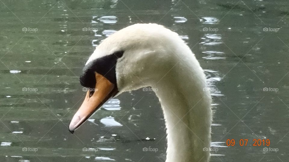 Swan