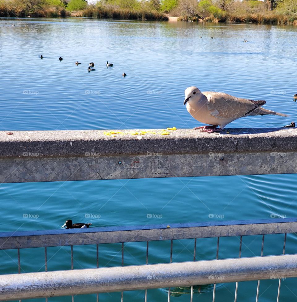 Mourning Dove on a Rail