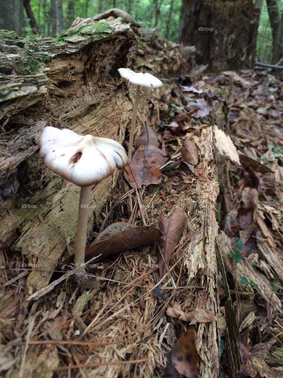 Little mushrooms on a log. 