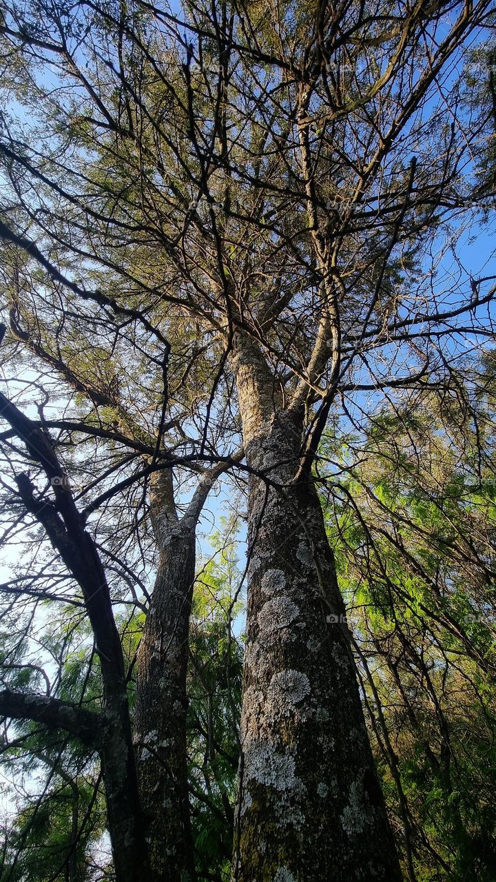 magical forest trees