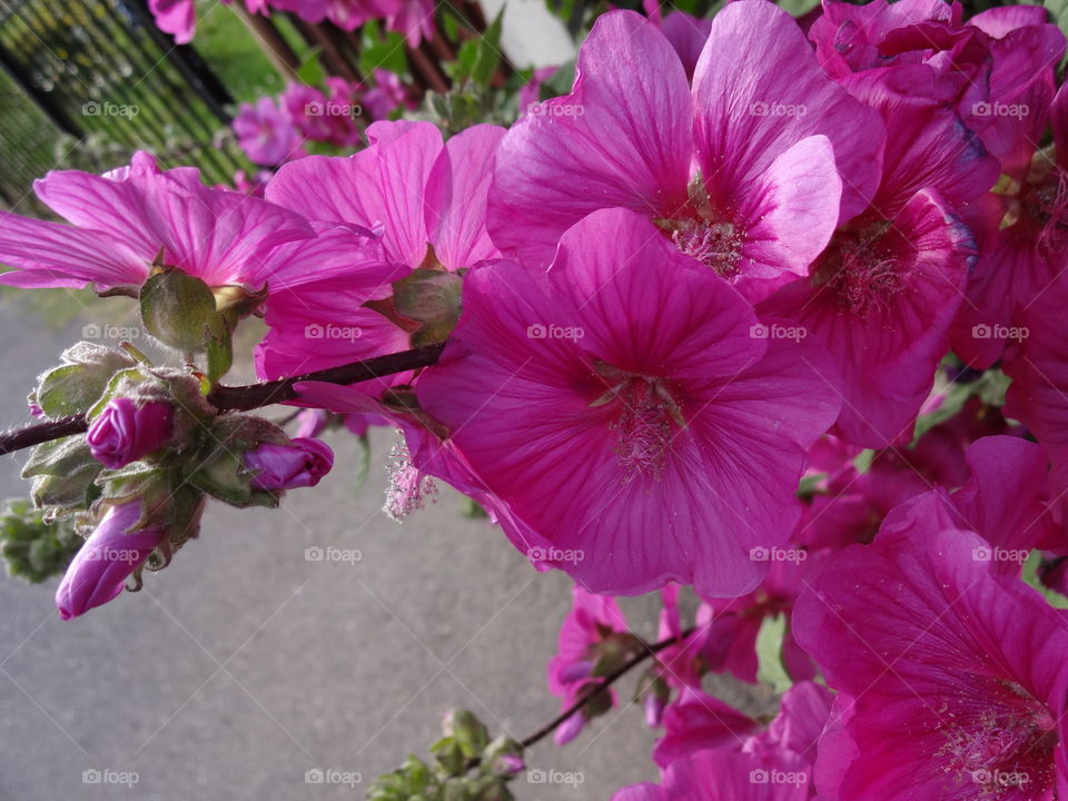 Close-up of pink flowers