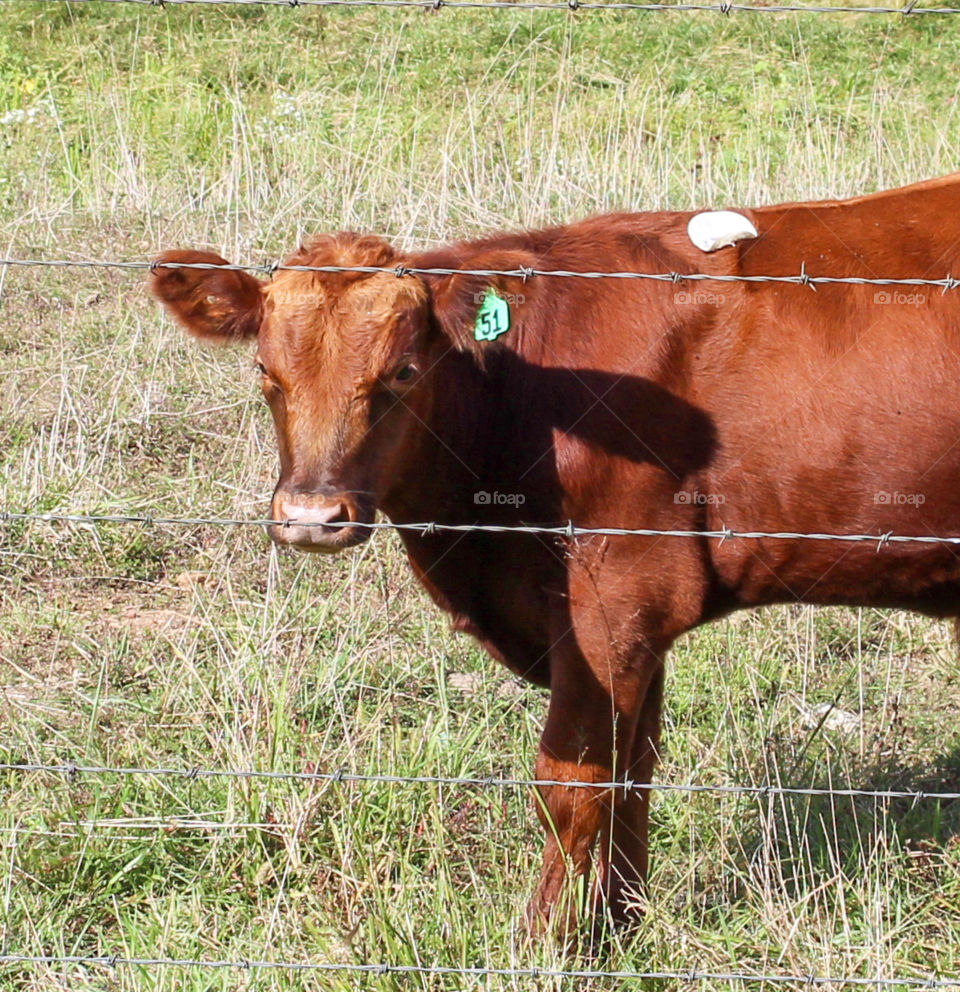 A young bull wondering if the grass is greener on the other side of the fence. 