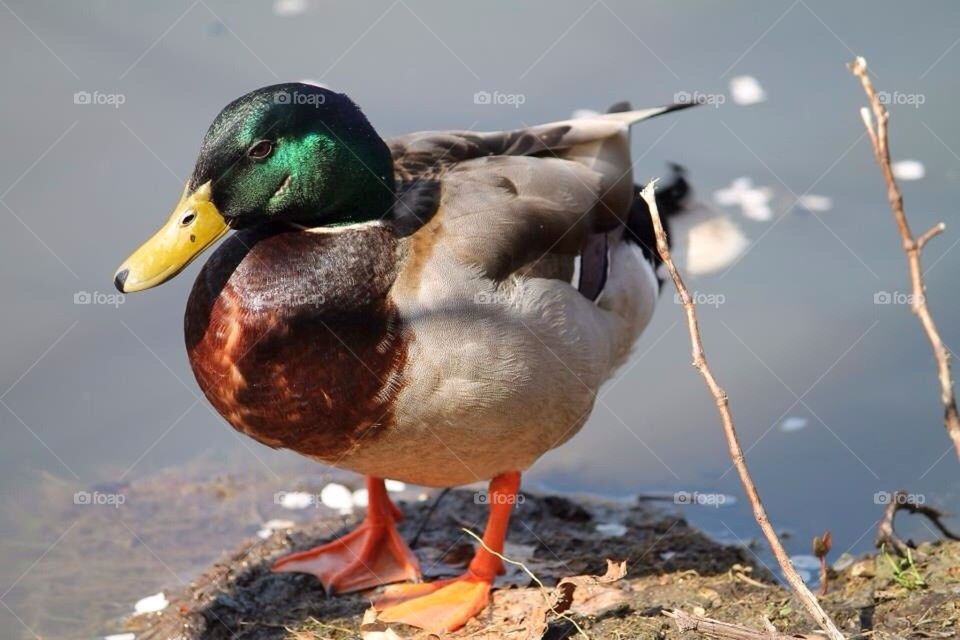 Mallard