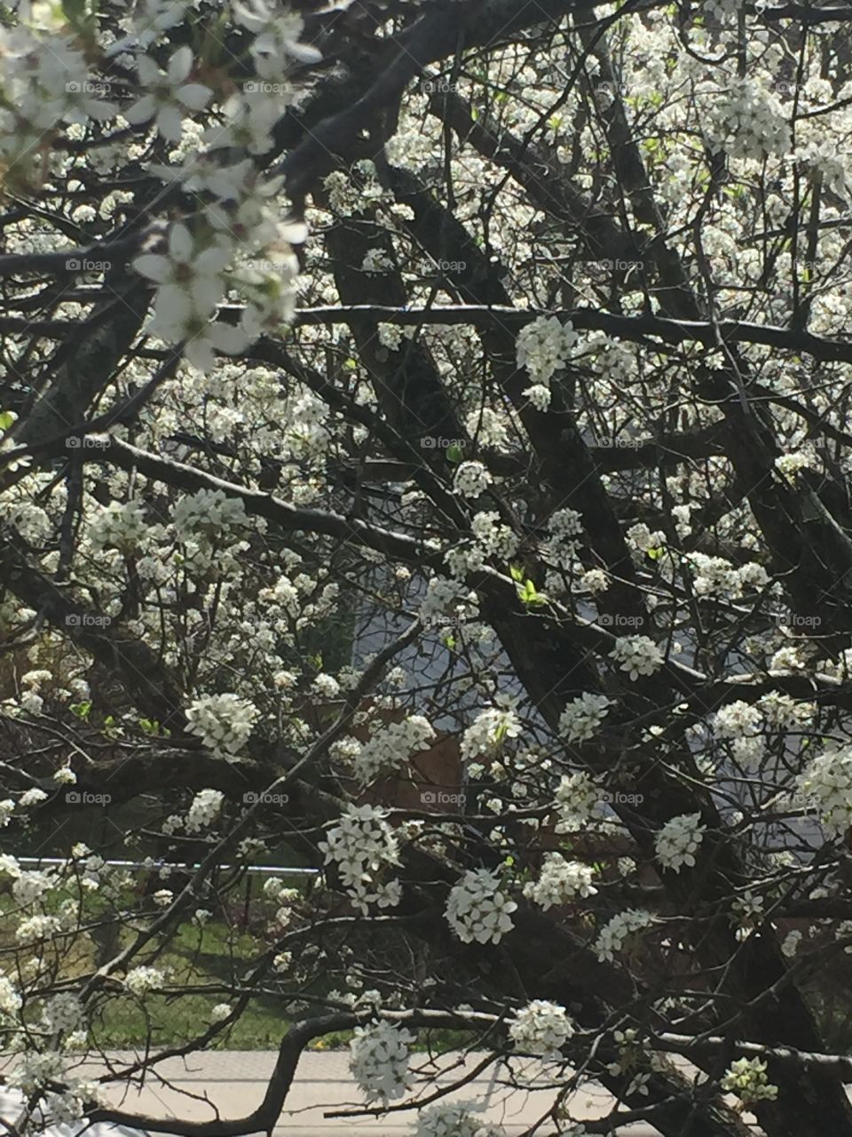 Ornamental pear blossoms