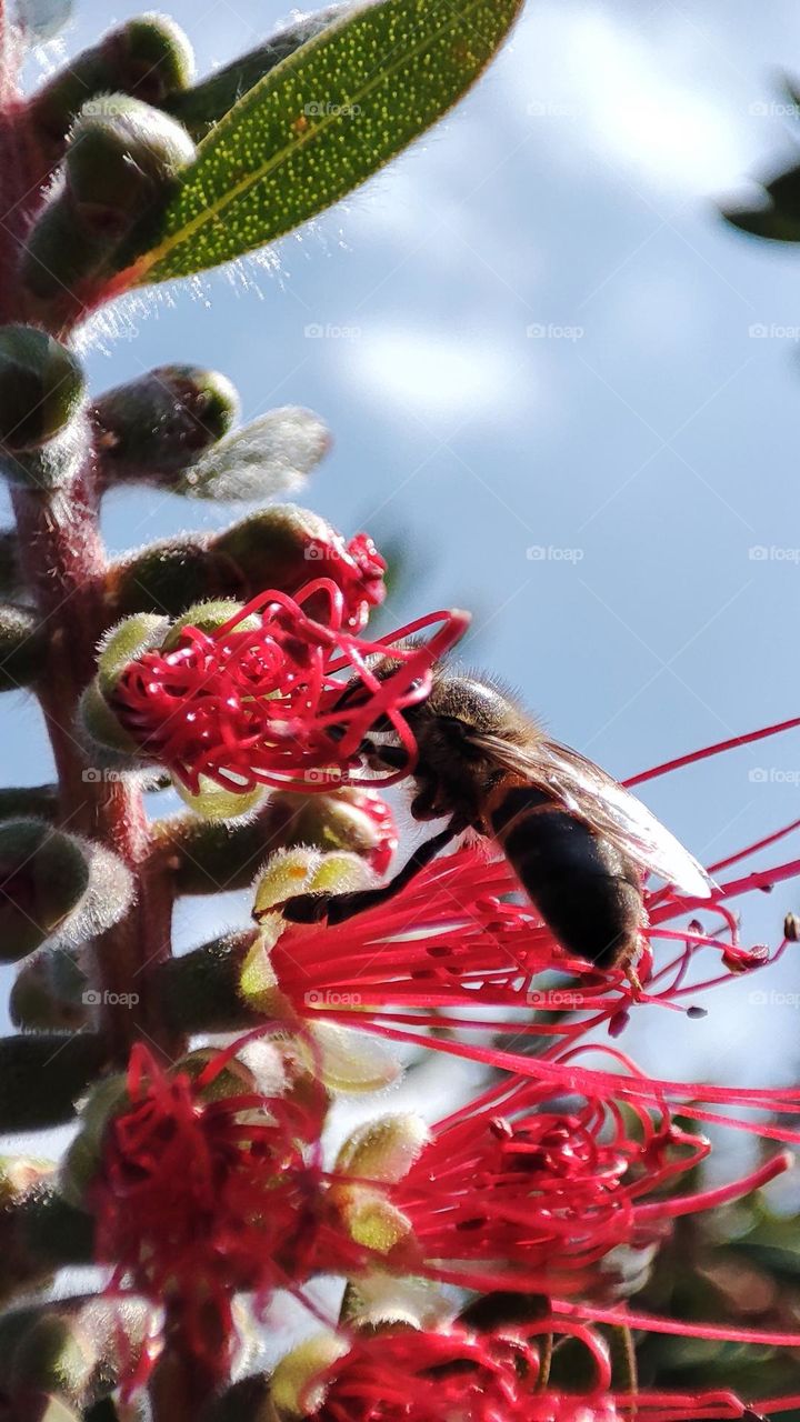 Angle of a bee