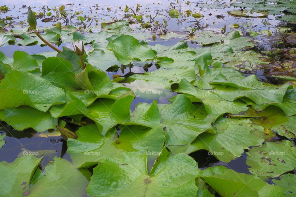 Lotus leaf ponds and lotus flowers arise on the water.