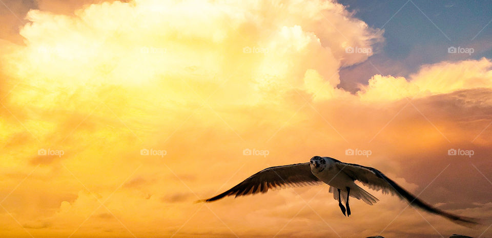flying seagull at sunrise into clouds.