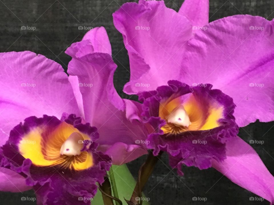 Orchids - twin ladies 
