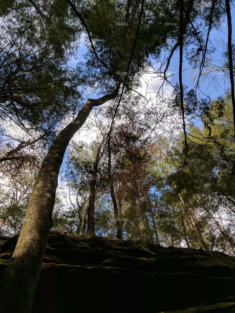 looking up in the forest
