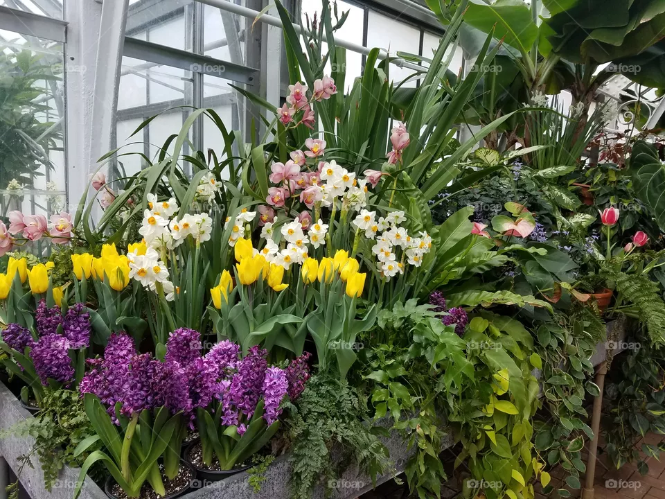 Full Bloom