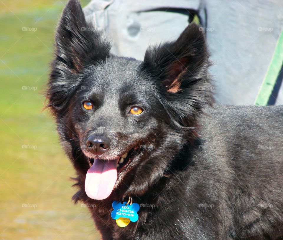 Happy black dog