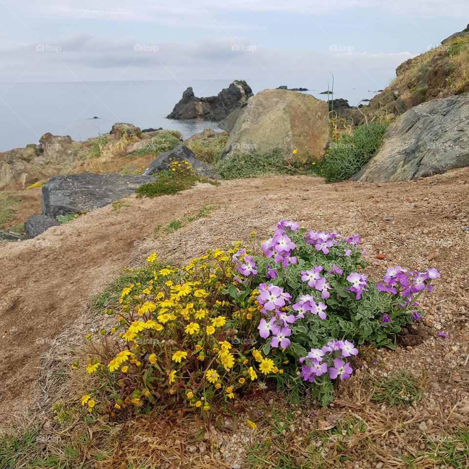 Fleurs de bords de mer dans leur environnement