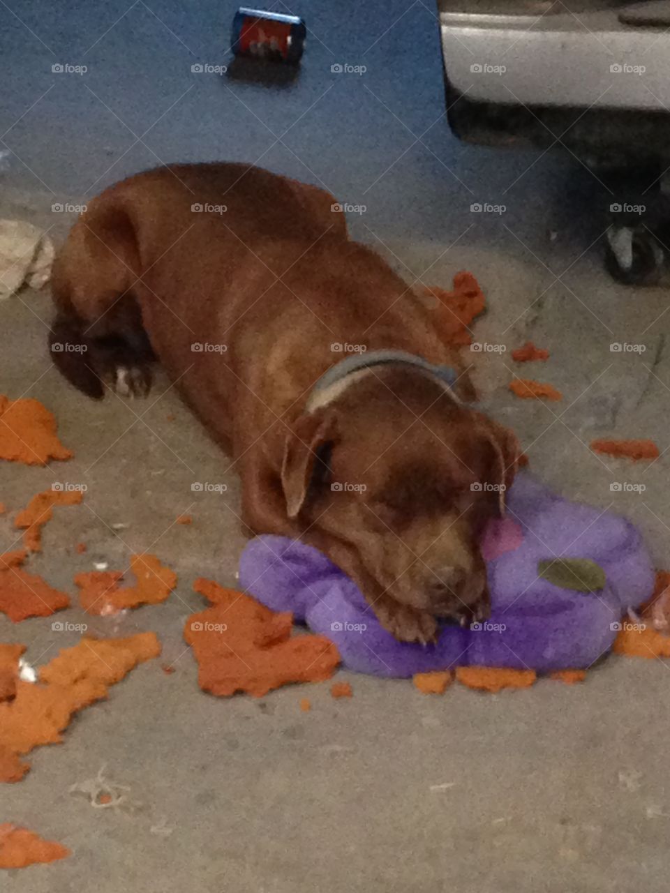 Dog sleeping after making a mess