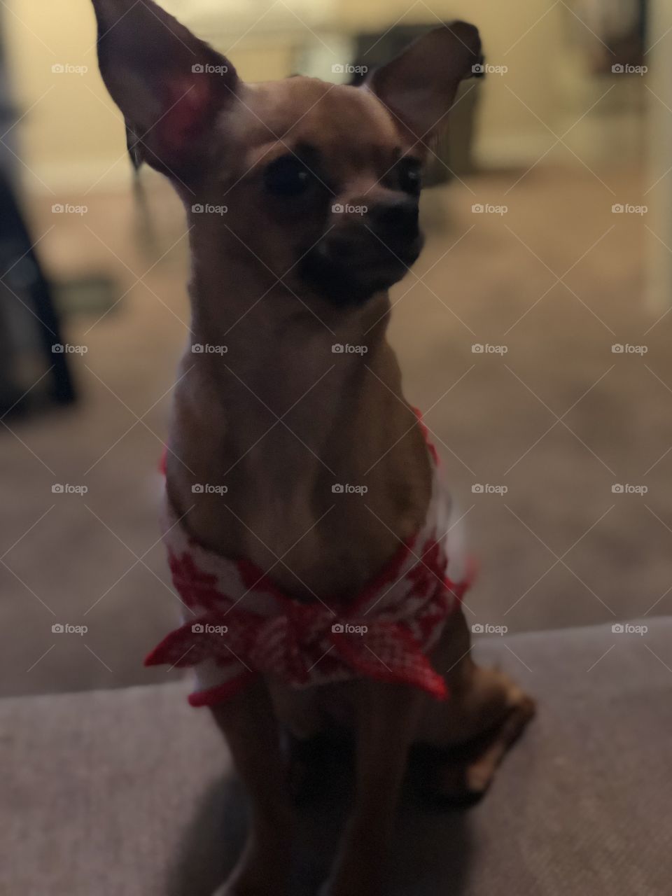 Chihuahua puppy in winter sweater