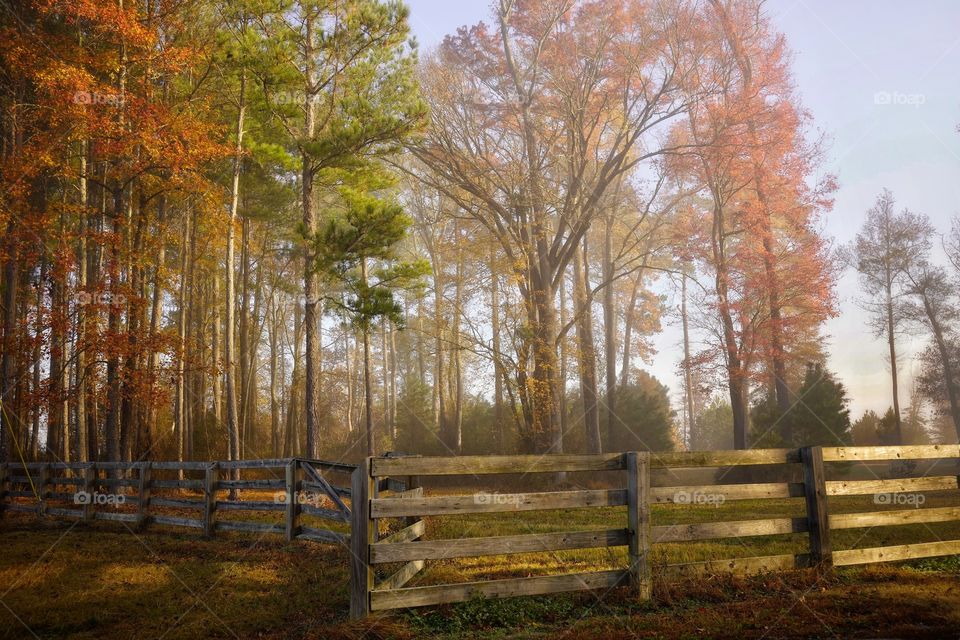 The sun passes through the trees, reflecting on the light fog and bright foliage for a colorful, beautiful morning.