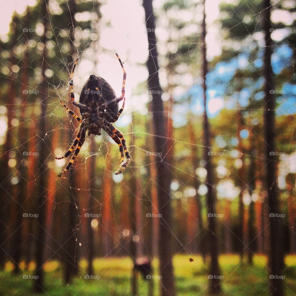 A pleasant surprise in the woods. As I was looking for mushrooms in the woods a came across this giant spider