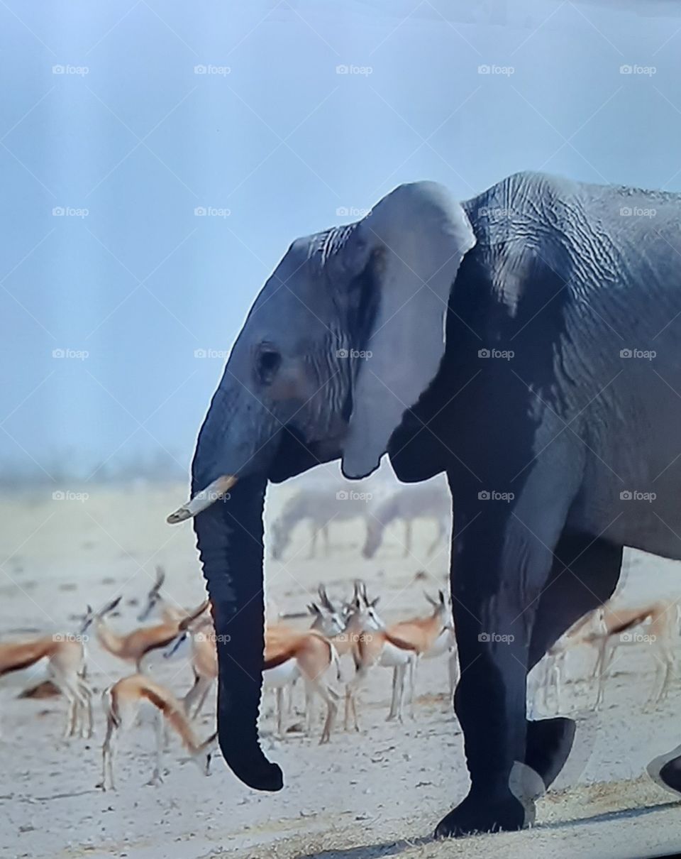 An elephant in the Etosha national park drinking water at the waterhole.