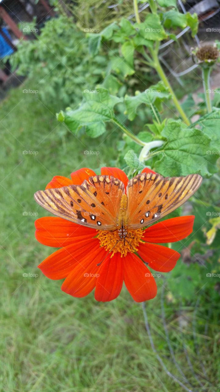 Butterfly on a Mexican SunFlower