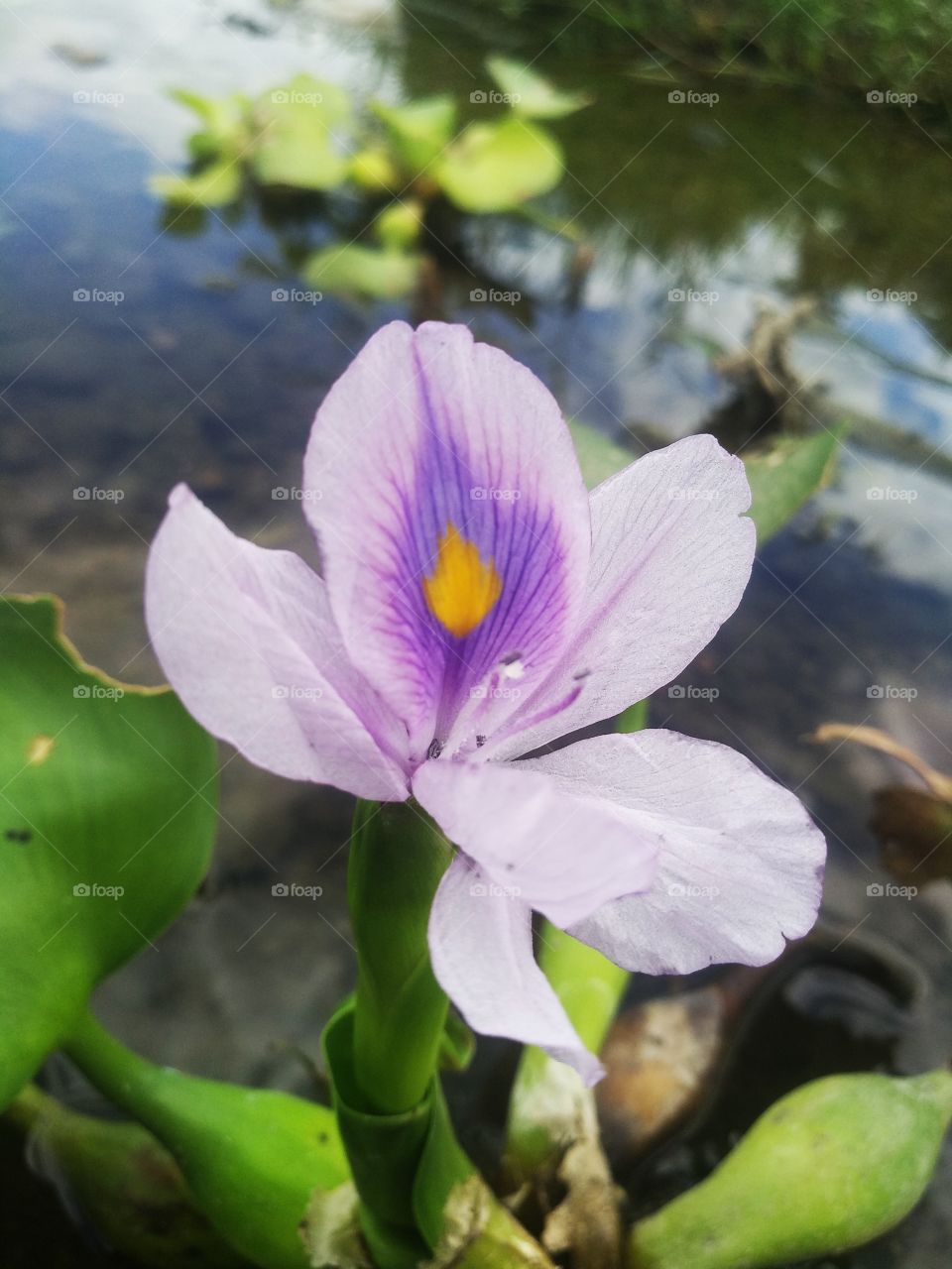 beautiful water plant flower