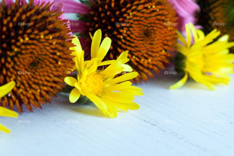 Calendula blossom angled closeup with echinacea blossoms on white wood